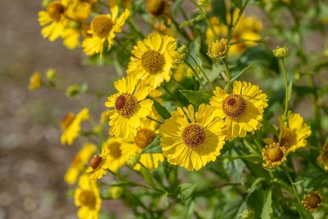 Sunflower (Helenium 'Gartensonne'),  Germany