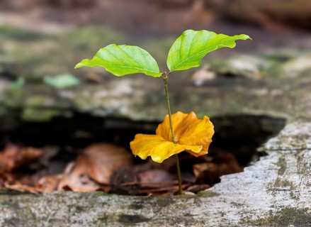 Beech seedling, copper beech (Fagus Sylvatica) growing on dead wood, Mönchbruch, Rüsselsheim am