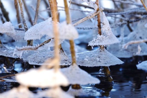 Ice on the banks of the Elbe, Winter, Dresden, Saxony, Germany