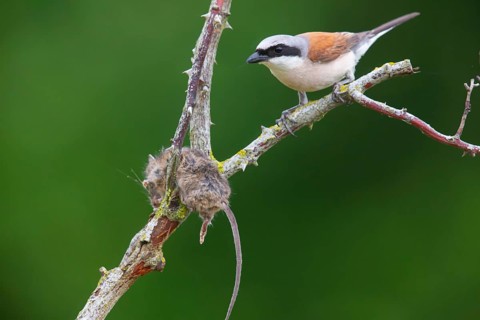 Red-backed Shrike (Lanius collurio) male, consuming a spiked mouse, Germany