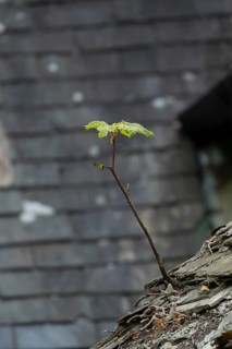 Sycamore tree (Acer pseudoplatanus) young sapling growing out of a church building roof, Wales,