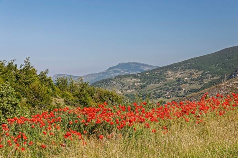 Wide landscape with poppy field and green hills under clear sky, Provence, France