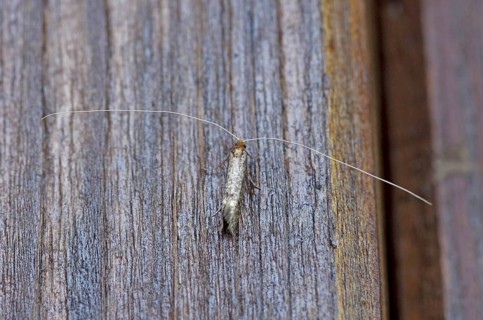 Blueberry longhorn moth (Nematopogon robertella), butterfly, antennae, close-up, The antennae of
