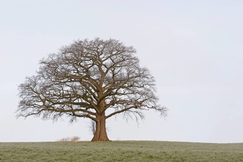Oak (Quercus), a bare, gnarled solitary tree, a meadow covered in hoarfrost, an overcast sky, North