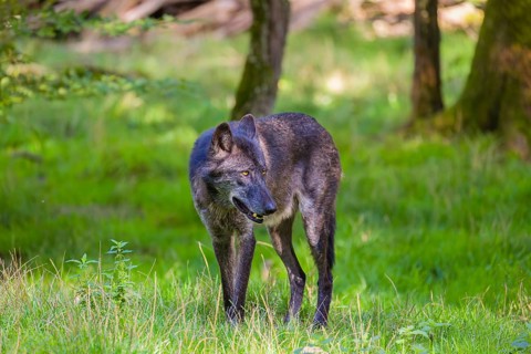 A Timberwolf, Canis lupus lycaon, standing in green grass in a clearing. Trees and green grass in