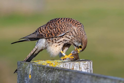 Common kestrel / European kestrel (Falco tinnunculus) female perched on wooden fence post eating