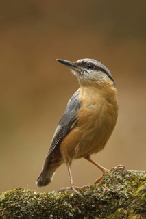 Eurasian Nuthatch (Sitta europaea), Utrecht, Netherlands