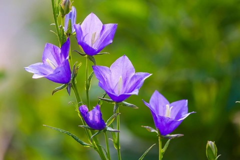 Blue bellflower (Campanula) blooms in the garden