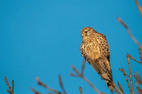 Falco tinnunculus, Common Kestrel, kestrel, birds, falcon, falconiformes, falcons, female, birds of