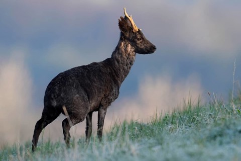 European roe deer (Capreolus capreolus), black roe deer, roebuck, Lower Saxony, Germany