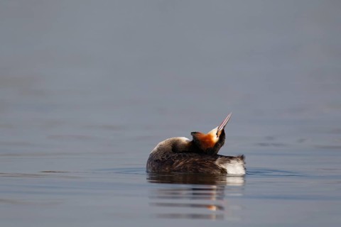 Great crested grebe (Podiceps cristatus) adult bird stretching on a lake, England, United Kingdom
