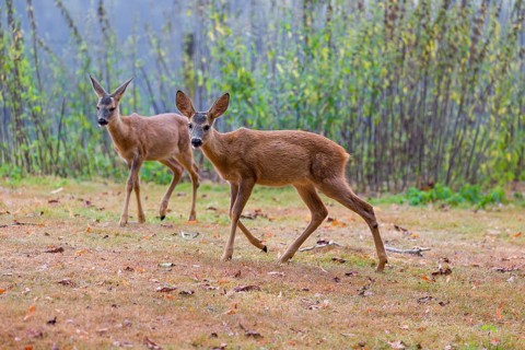 Two roe deer fawns (Capreolus capreolus) cross a meadow
