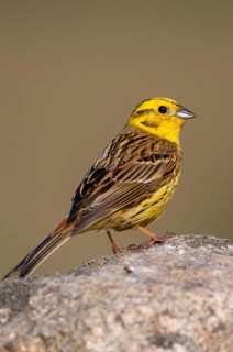 Brandenburg, Emberiza Citrinella, Germany, Yellowhammer, Nabu, national natural heritage, natural