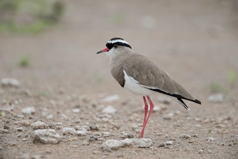 Crowned Lapwing (Vanellus coronatus) perched on the ground, Namibia
