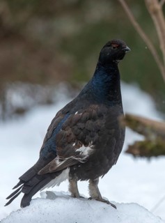 Black grouse, blackcock, Eurasian black grouse, pheasant species, Lyrurus tetrix, northern black