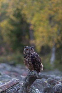 One Eurasian Eagle Owl, Bubo bubo, sitting on grey rocks, a birch tree in autumnal colors in the