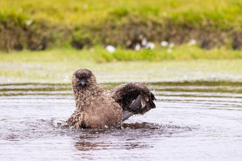 Great skua or skua (Stercorarius skua) bathing in a small pond, Shetland Islands, Great Britain