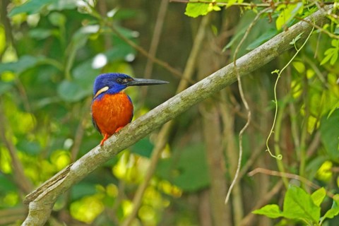 Shining Blue Kingfisher, Alcedo quadribrachys