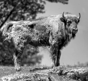 European bison (Bison bonasus) , game park, Bavaria, Germany