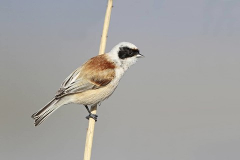 Eurasian Penduline Tit (Remiz pendulinus) male, Aargau, Switzerland