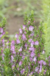 Hauhechel (Ononis spinosa), Bangsbo Botanical Garden, Denmark