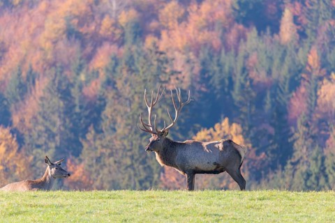 An Altai maral stag (Cervus canadensis sibiricus) stands in a meadow on a sunny day in hilly