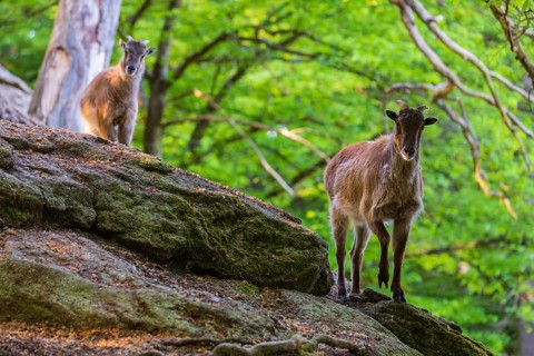 Two female Himalayan grays (Hemitragus jemlahicus) are standing on a rock in a green forest