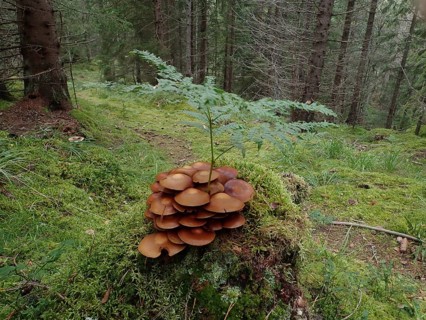 Stick fungus (Kuehneromyces mutabilis) on a tree stump with ferns in a damp forest, Tyresta