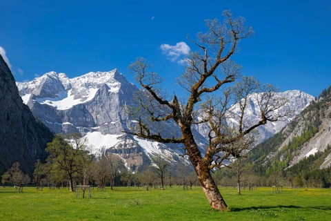 The Großer Ahornboden in spring, Großer Ahornboden, Karwendelgebirge, Tyrol, Austria