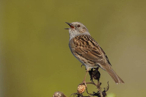 Dunnock (Prunella modularis) singing, Baden-Wuerttemberg, Germany