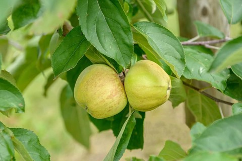 Apple (Malus domestica 'Horneburger Pfannkuchen'),  Germany