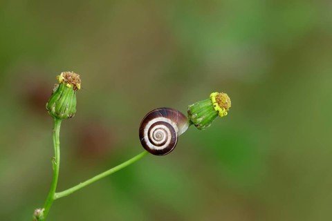 Small snail in the garden, July, Germany