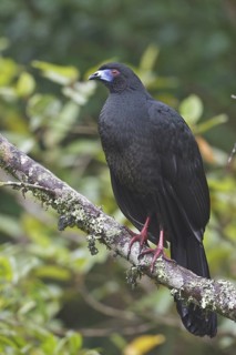 Black Guan (Chamaepetes unicolor) perched on a branch in Costa Rica, Central America