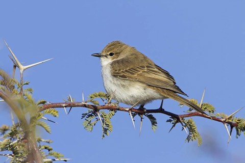 Marico Flycatcher (Melaenornis mariquensis), Northern Cape, Kgalagadi Transfrontier Park, South