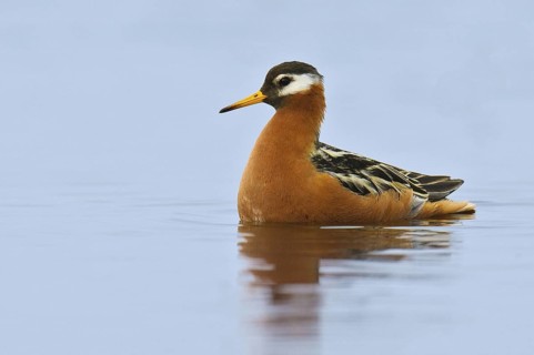 Red Phalarope (Phalaropus fulicarius), Alaska, USA