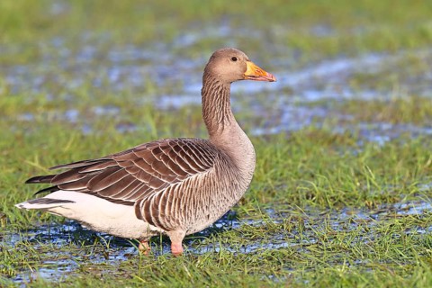 Greylag geese (Anser anser) on a bog, Dümmer, Lake Dümmer, Ochsenmoor, Hüde, Lower Saxony, Germany