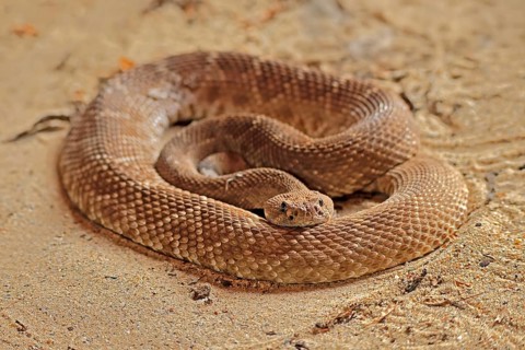 Red diamond rattlesnake (Crotalus ruber), adult, on ground, warming up, sunbathing, alert,