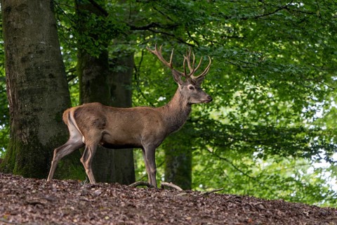 Red deer (Cervus elaphus), Vulkaneifel, Rhineland-Palatinate, Germany