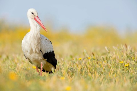 Weißstorch, White Stork, Ciconia ciconia, Cigogne blanche, Cigüeña Blanca, Cigüeña Común