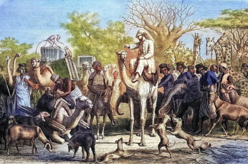 Loading and departure of an African animal expedition, Africa, Coloured wood engraving,