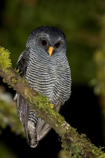 Black-banded Owl (Ciccaba huhula) perched on a branch in Ecuador
