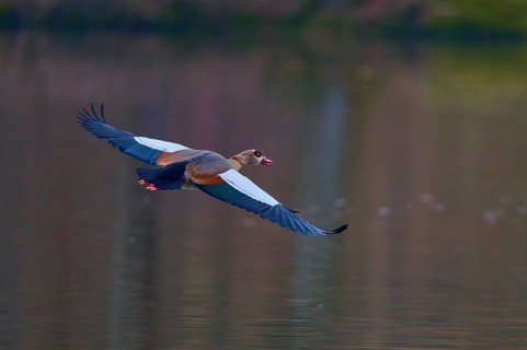 Egyptian goose (Alopochen aegyptiaca), flying over calm water in subdued light, spring, Bavaria,