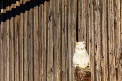 Domestic cat sitting on a beam outside a barn enjoying the evening sun