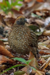 Spotted Wood Quail (Odontophorus guttatus) feeding on the ground in Costa Rica