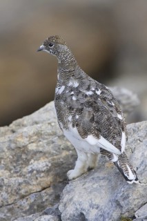 Rock Ptarmigan (Lagopus muta), Grisons, Switzerland