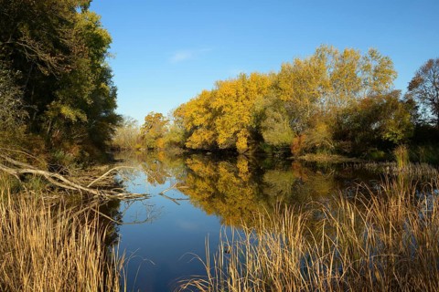 Autumn mood, riparian forest, water, Lower Austria