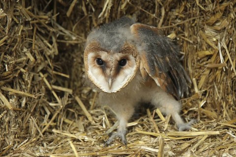 Western Barn Owl (Tyto alba) juvenile, Lower Saxony, Germany