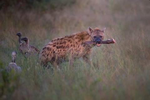 Spotted Hyena (Crocuta crocuta) carrying leg of freshly killed prey, Sabi Sands, South Afrika