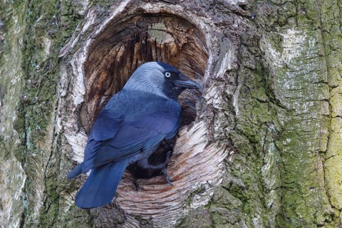 Western Jackdaw (Coloeus monedula) at nesting hole, Spain