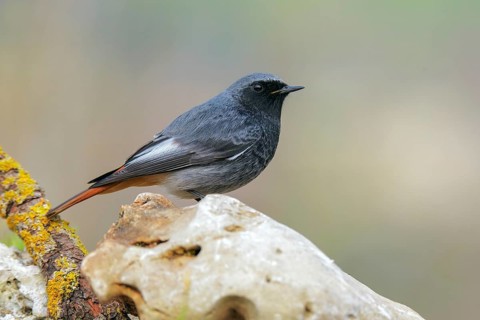 Black Redstart (Phoenicurus ochruros) male, Abruzzo, Italy
